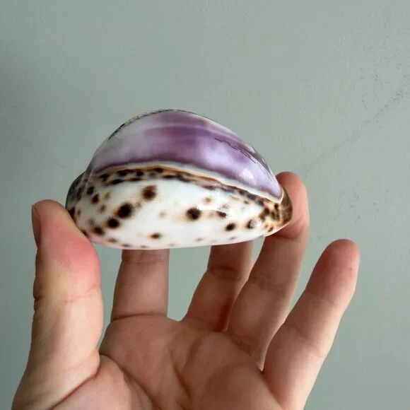 5/$25 💘 VTG Carved Shell With Seagull and Lighthouse - Picture 4 of 7